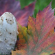 Illustration for article titled Shooting Challenge Fall Leaves Gallery 4